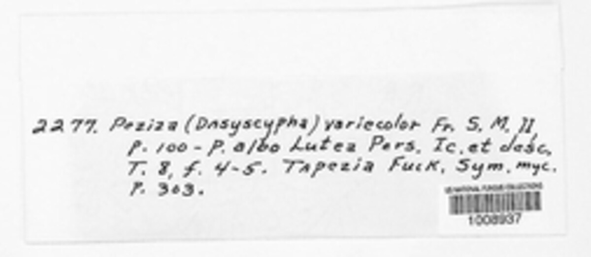 Urceolella papillaris image